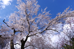 見事な枝振り