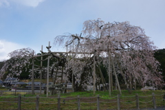 深堂の郷 畑の都しだれ桜