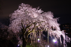 透ける桜色