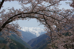 赤石岳、桜の縁取り