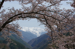 赤石岳、桜の縁取り