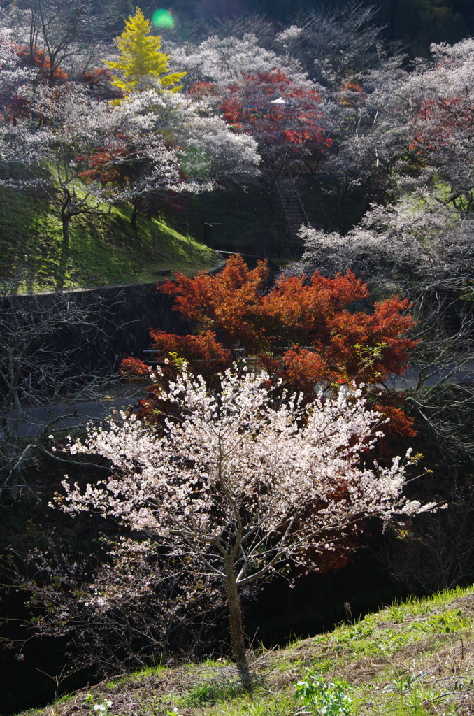 四季桜