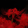 禍紅