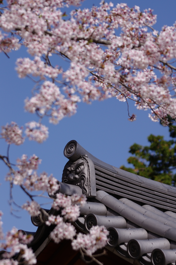 鬼瓦もお花見