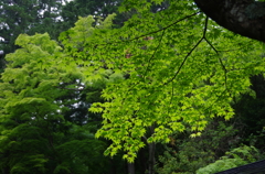 新緑の季節