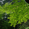 新緑の季節