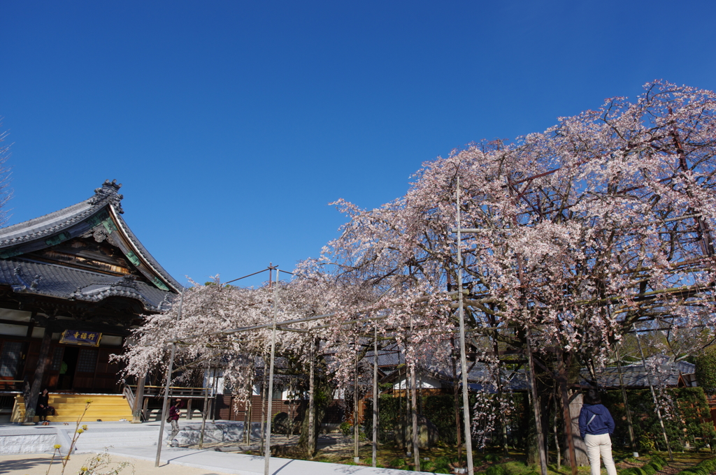 行福寺のしだれ桜