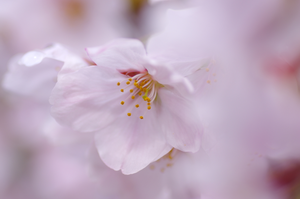 桜色に溶けて