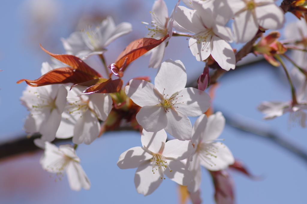 山桜