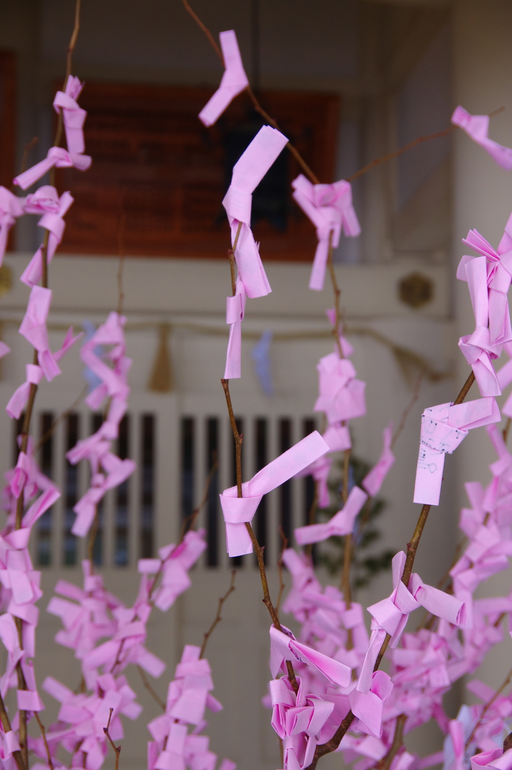 合格桜