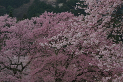 濃淡競演