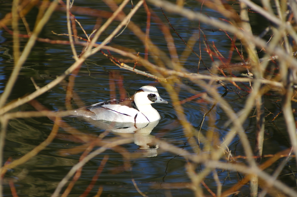 パンダかも！？