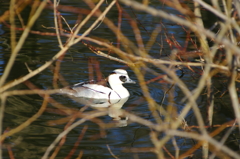 パンダかも！？