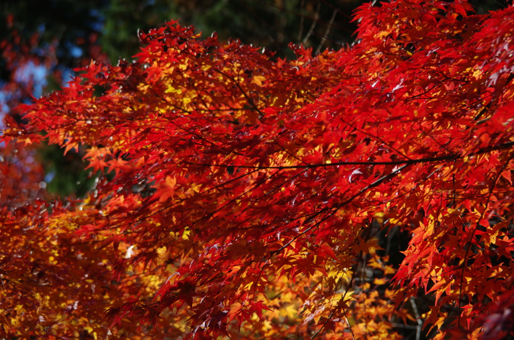 紅葉
