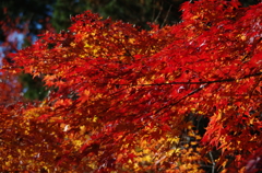 紅葉