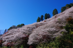 青空と桜と