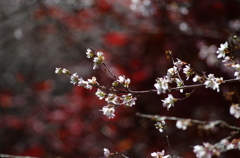 紅葉を背景に