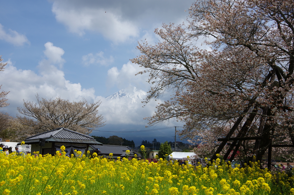 富士と桜と菜の花と