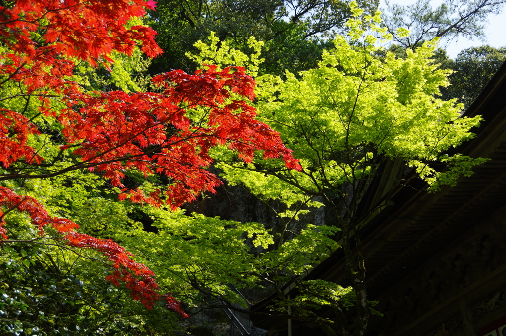 紅と青