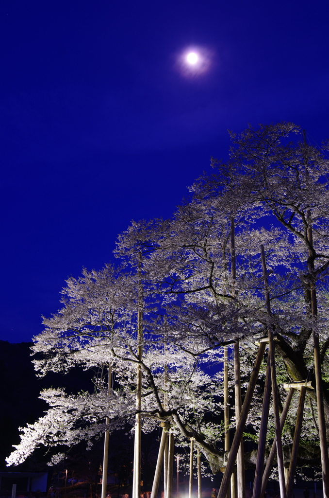 朧十三夜に浮かぶ淡墨