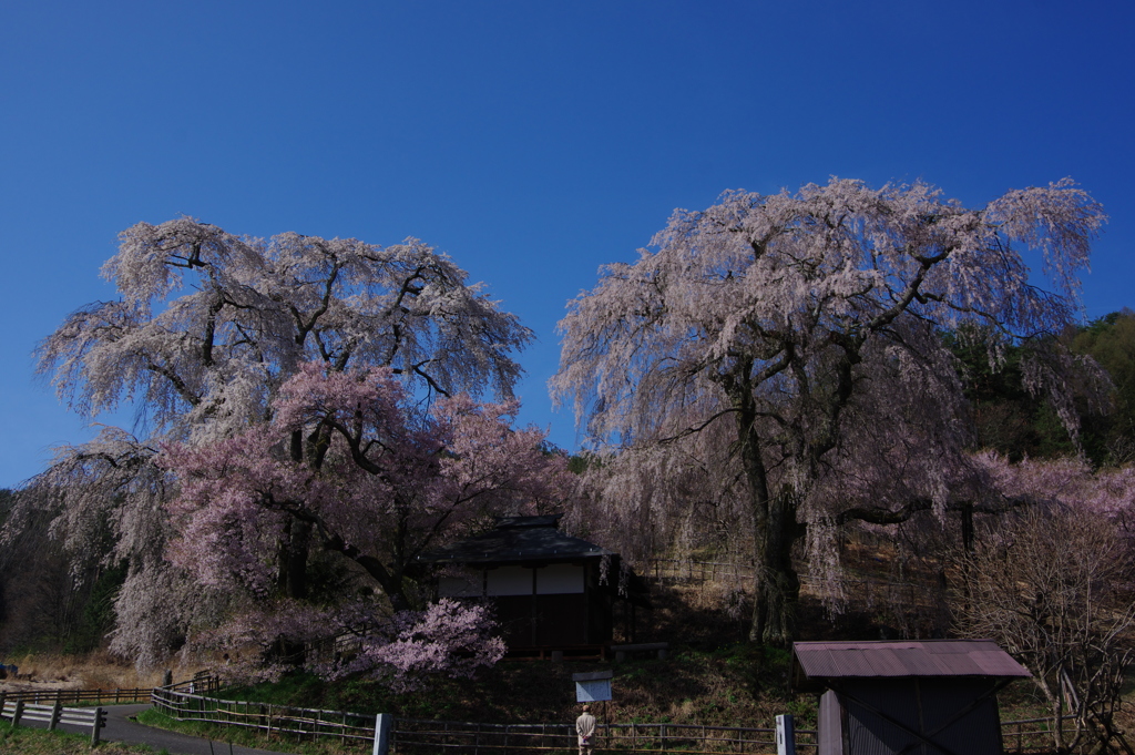 勝間薬師堂のしだれ桜