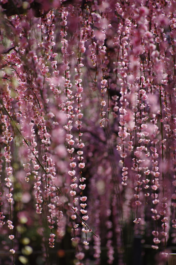梅花雫