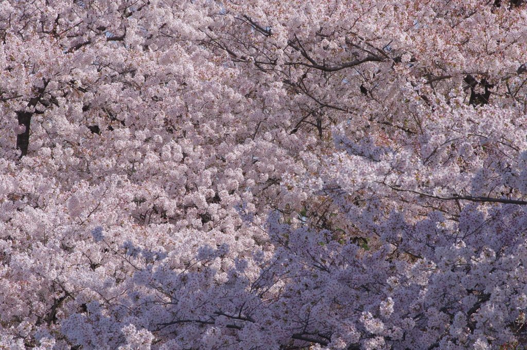 桜！サクラ！さくら！