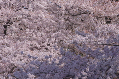 桜！サクラ！さくら！