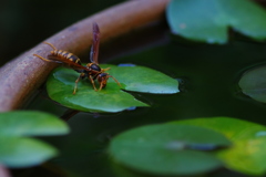 水分補給