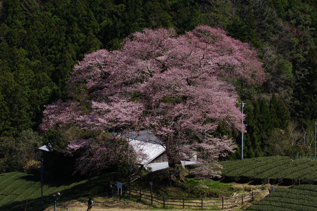 牛代のみずめ桜