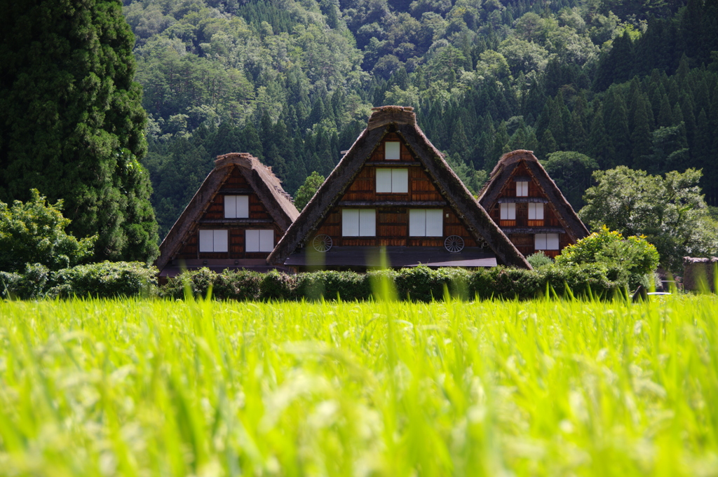 稲穂育つ、三つ子の屋根