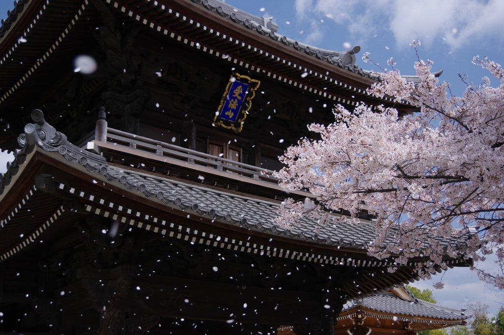 山門の桜吹雪