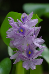 ホテイアオイの花が咲きました