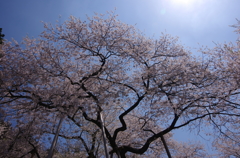 千年変わらず春を伝える