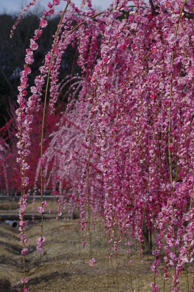 梅花の滝