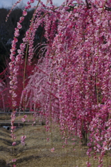 梅花の滝