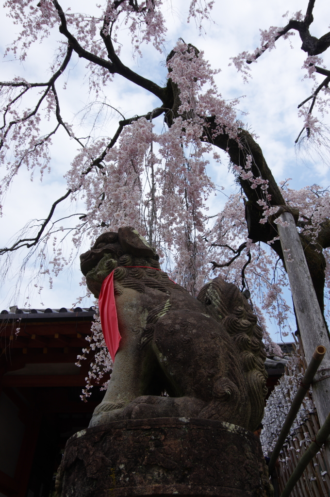 狛犬にかかるしだれ桜