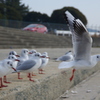 かもめが翔んだ日