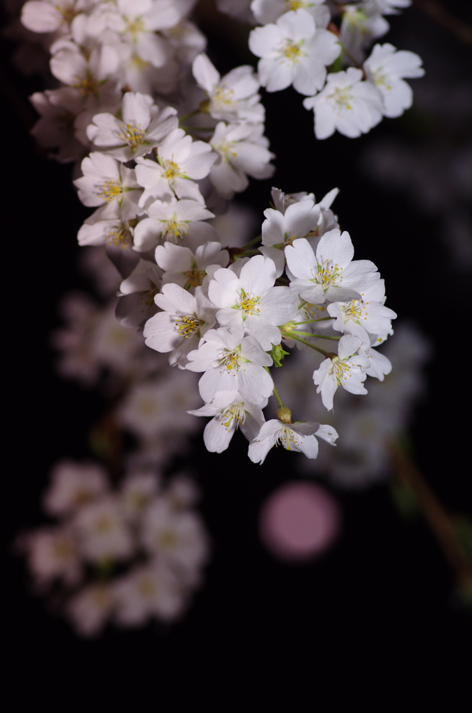 月と桜と