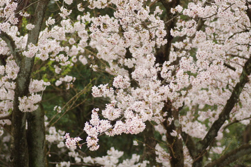 七輪越しのお花見