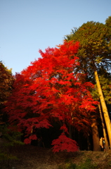夕陽に燃える