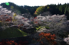 朝日を浴びて