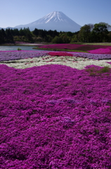 芝桜の向こうに