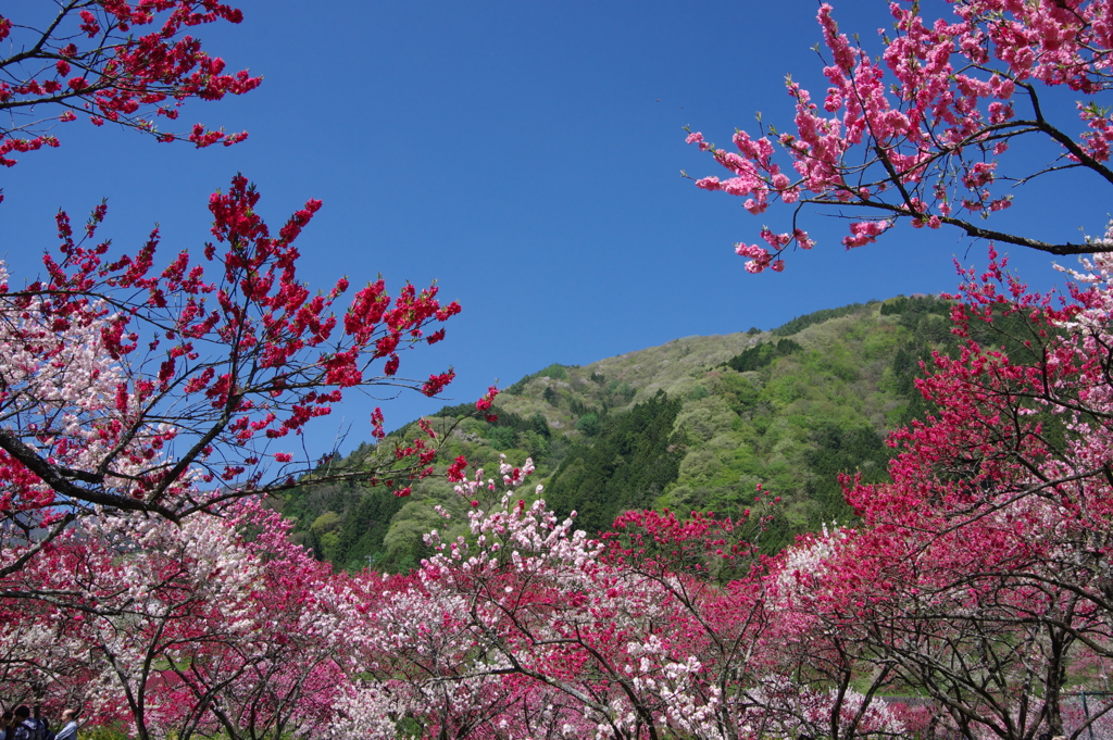 月川温泉に春が来た！