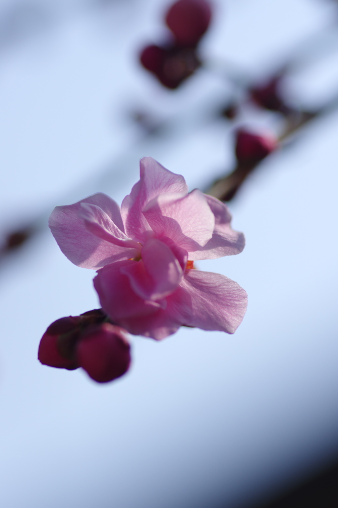 花弁の質感～梅咲きかけ～