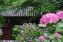 あじさい寺本光寺