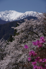 つつじと桜と空木岳