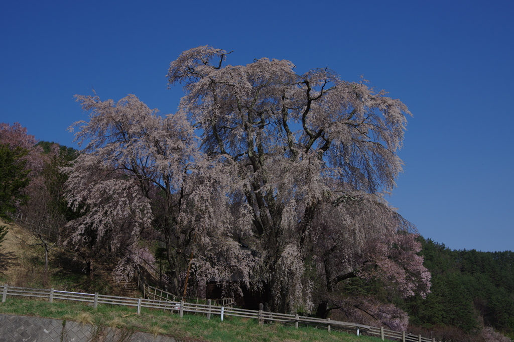 青空としだれ桜