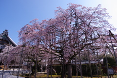 行福寺のしだれ桜