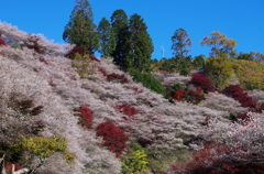 桜と紅葉と